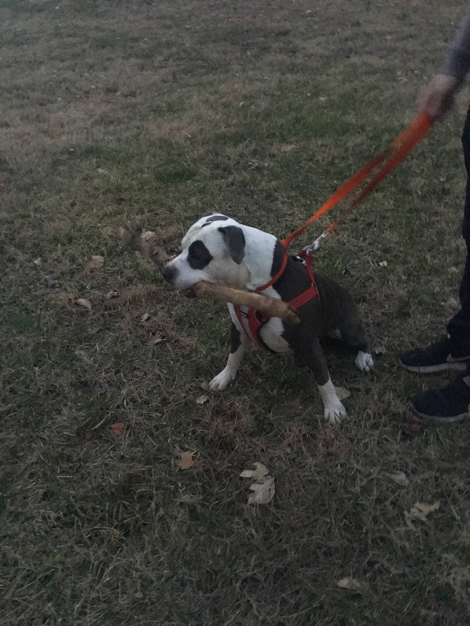 Chevelle joined the competition — help win amazing prizes! american_bulldog, american_staffordshire_terrier, canidae, carnivore, dog, dog_breed, dog_walking, leash, mammal, non_sporting_group, pit_bull, pointer, sporting_group, tail, valley_bulldog