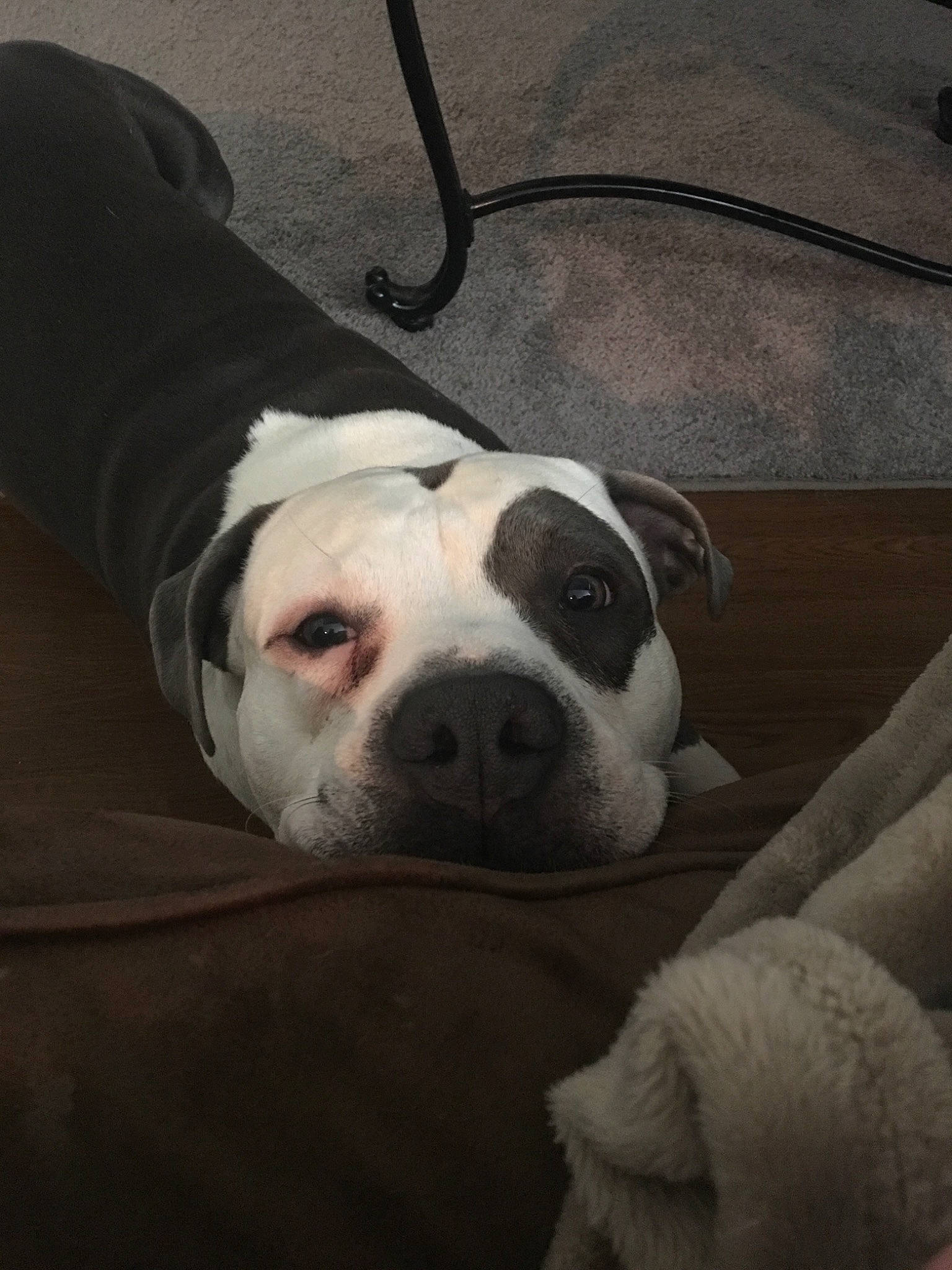 Chevelle joined the competition — help win amazing prizes! american_bulldog, american_pit_bull_terrier, american_staffordshire_terrier, australian_bulldog, bulldog, canidae, carnivore, dog, dog_breed, fawn, mammal, non_sporting_group, nose, olde_english_bulldogge, pit_bull, rare_breed_dog, snout, sporting_group, valley_bulldog, vertebrate