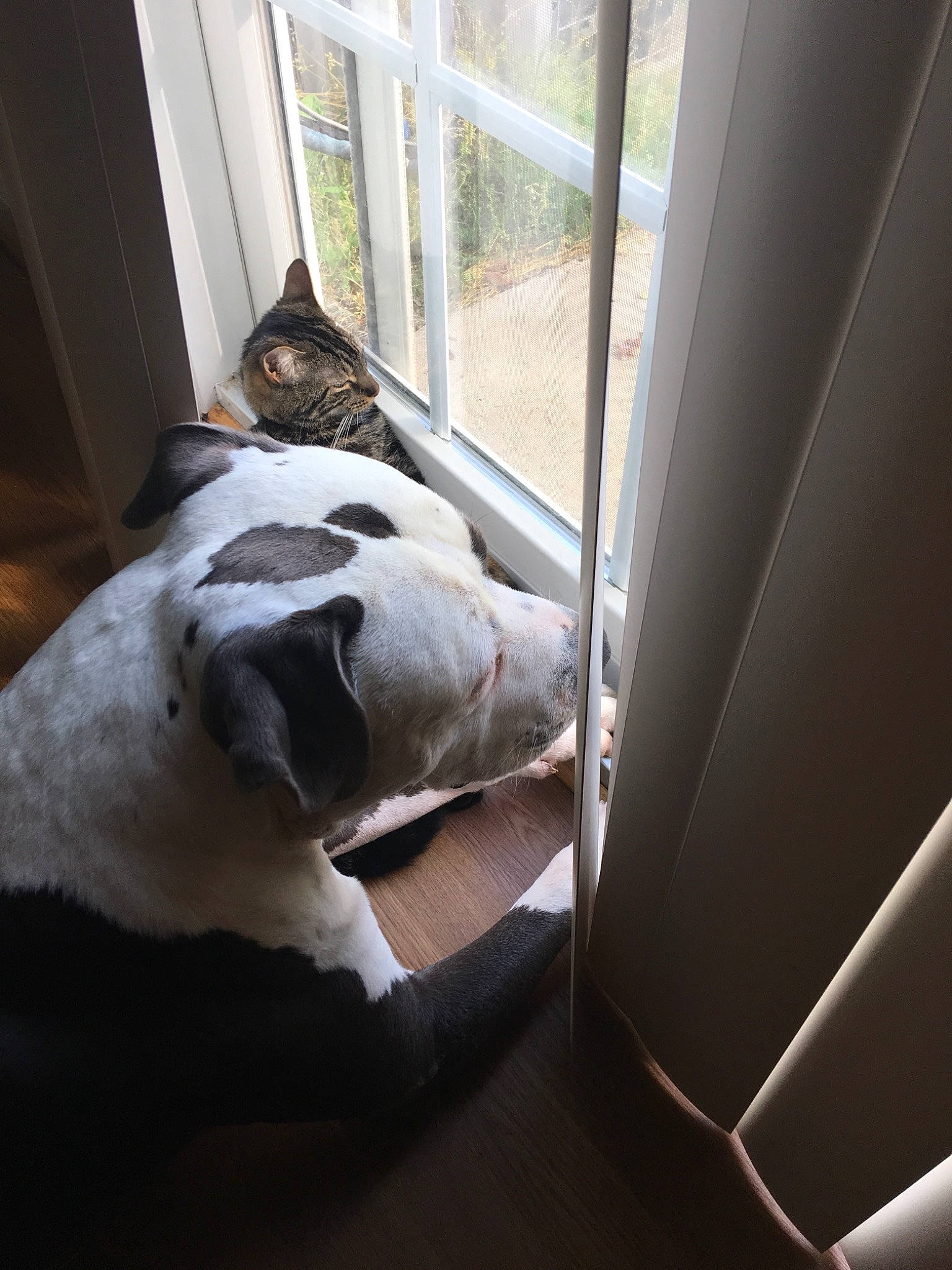 Chevelle is registered to the contest to win money with this photo: american_bulldog, canidae, carnivore, comfort, dog, dog_breed, floor, furniture, nap, non_sporting_group, pointer, snout, sporting_group, window