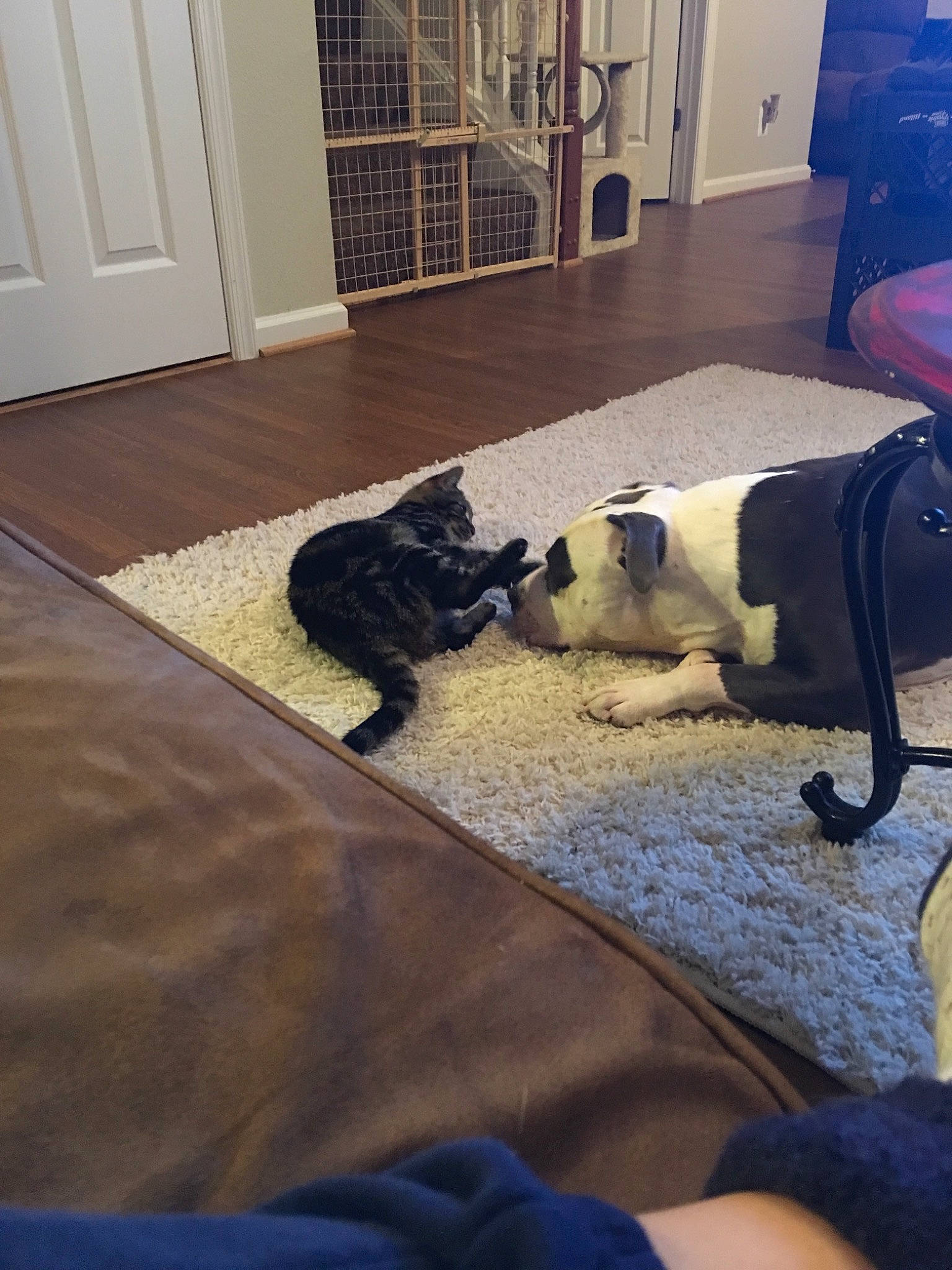 Chevelle is registered to the contest to win money with this photo: boston_terrier, canidae, carnivore, carpet, companion_dog, dog, dog_breed, floor, flooring, french_bulldog, hardwood, laminate_flooring, living_room, mat, non_sporting_group, puppy, room, sporting_group, tile, wood_flooring