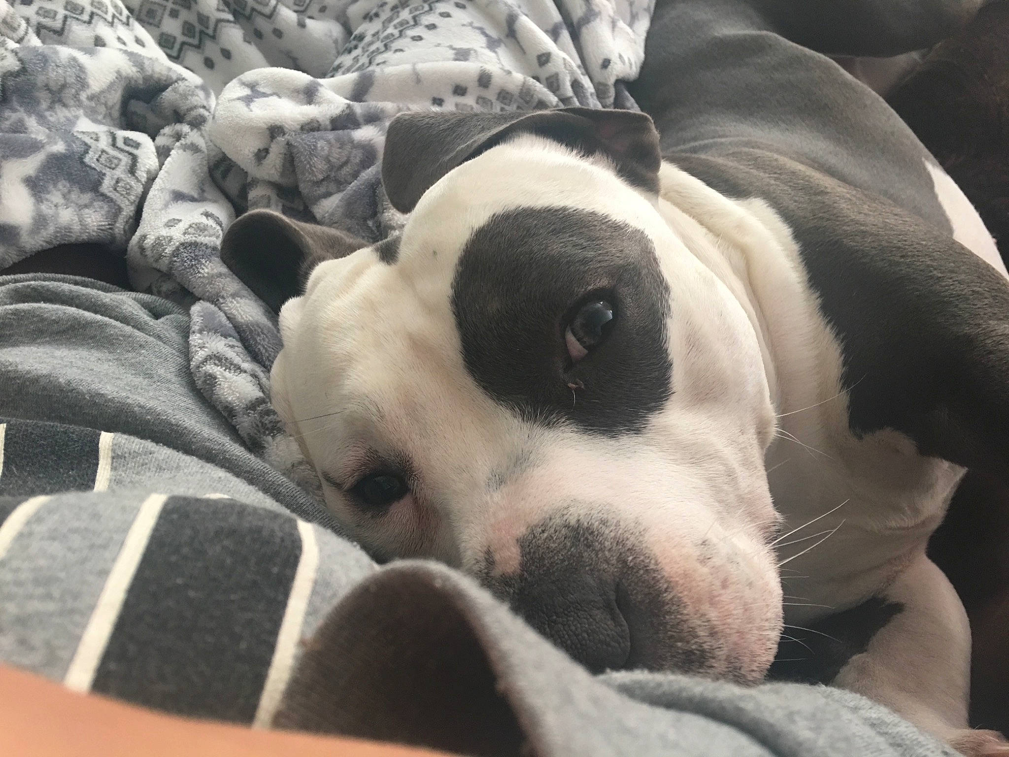 Chevelle is registered to the contest to win money with this photo: american_bulldog, boston_terrier, canidae, carnivore, dog, dog_breed, ear, fawn, mammal, nap, non_sporting_group, nose, pointer, puppy, puppy_love, sleep, snout, valley_bulldog