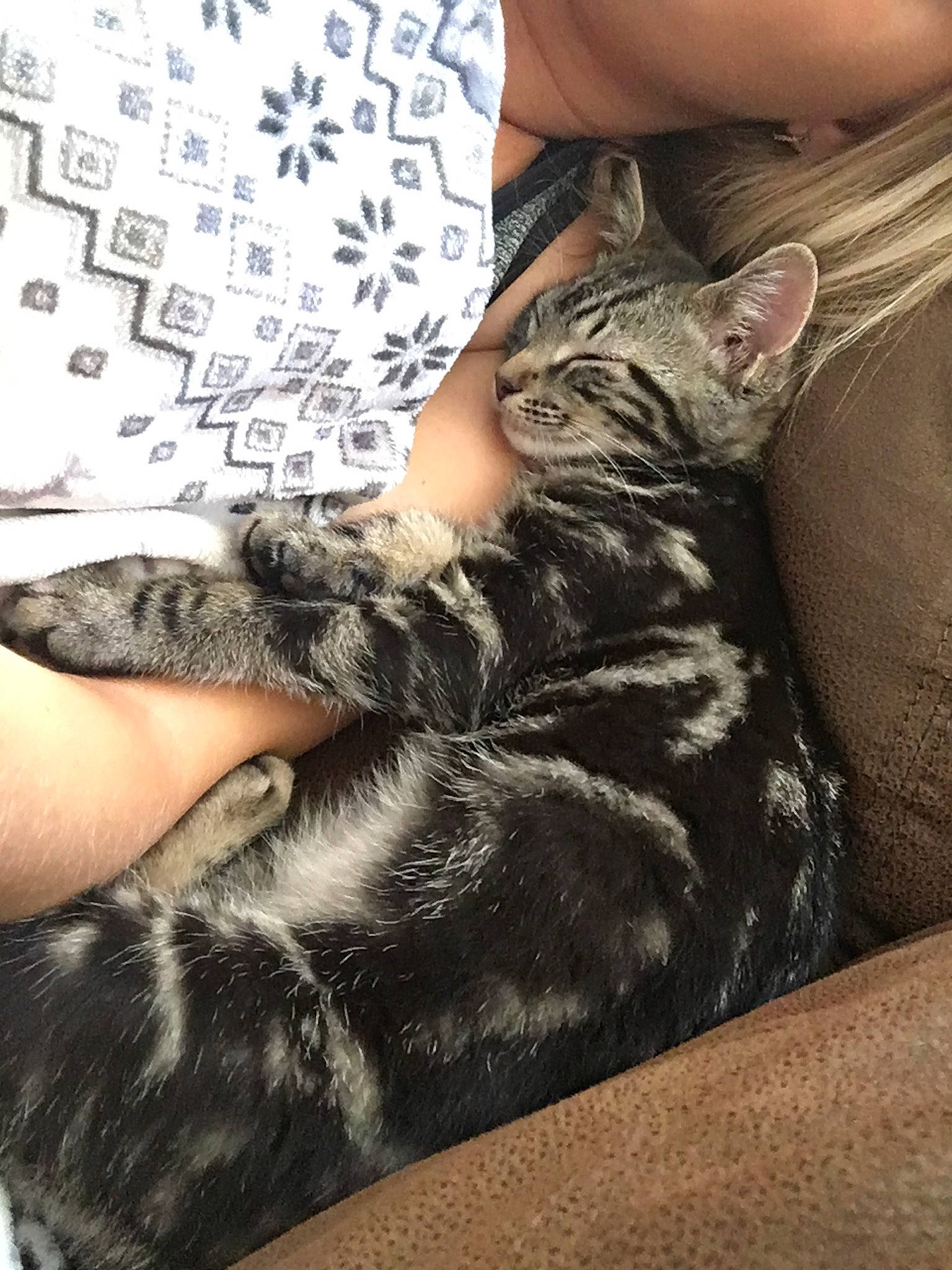 Chloe joined the competition — help win amazing prizes! american_shorthair, carnivore, cat, domestic_short_haired_cat, ear, european_shorthair, fawn, felidae, fur, kitten, leg, nap, paw, small_to_medium_sized_cats, tabby_cat, whiskers