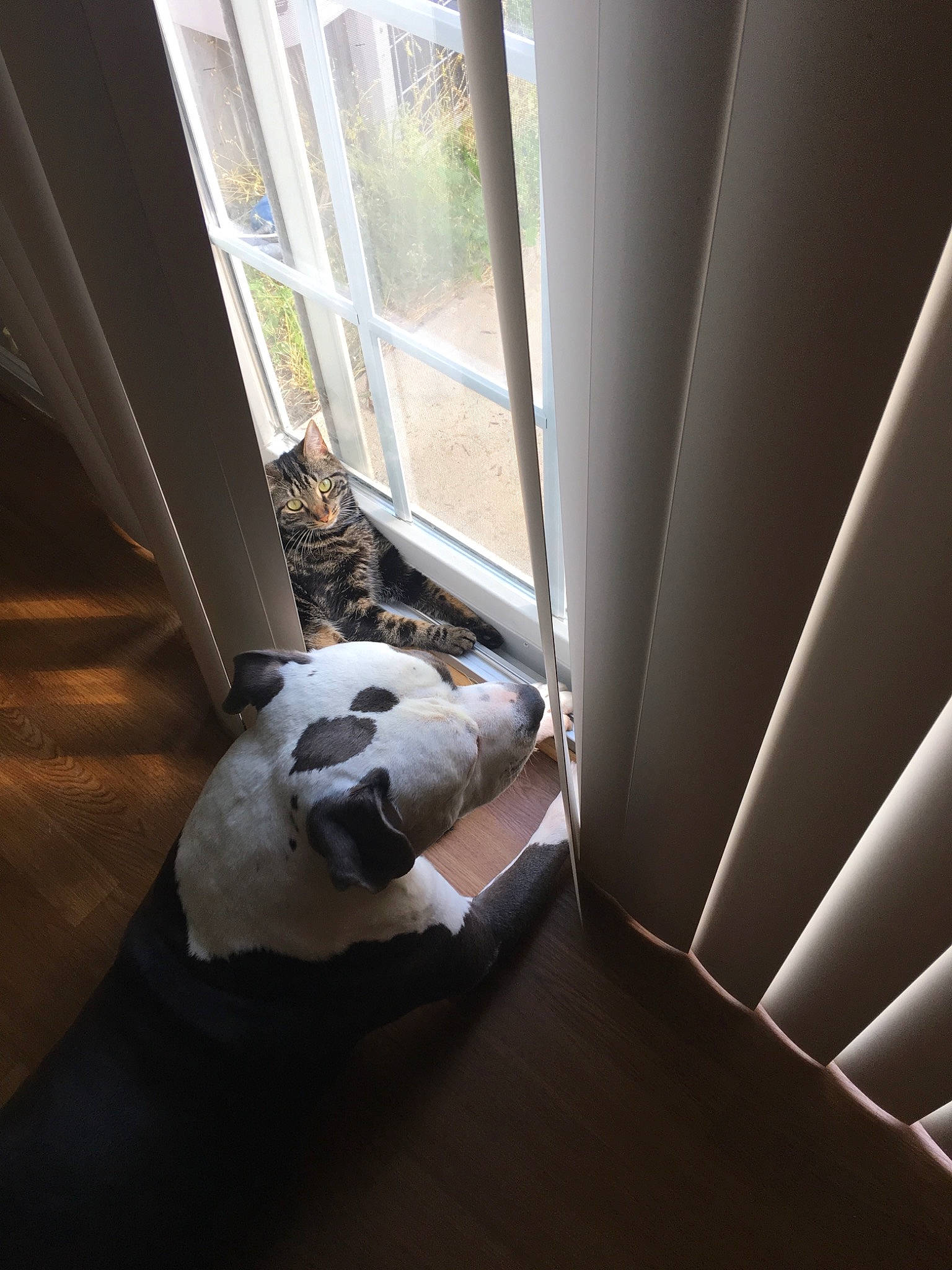 Chloe joined the competition — help win amazing prizes! canidae, carnivore, cat, ceiling, companion_dog, daylighting, door, floor, interior_design, non_sporting_group, room, window