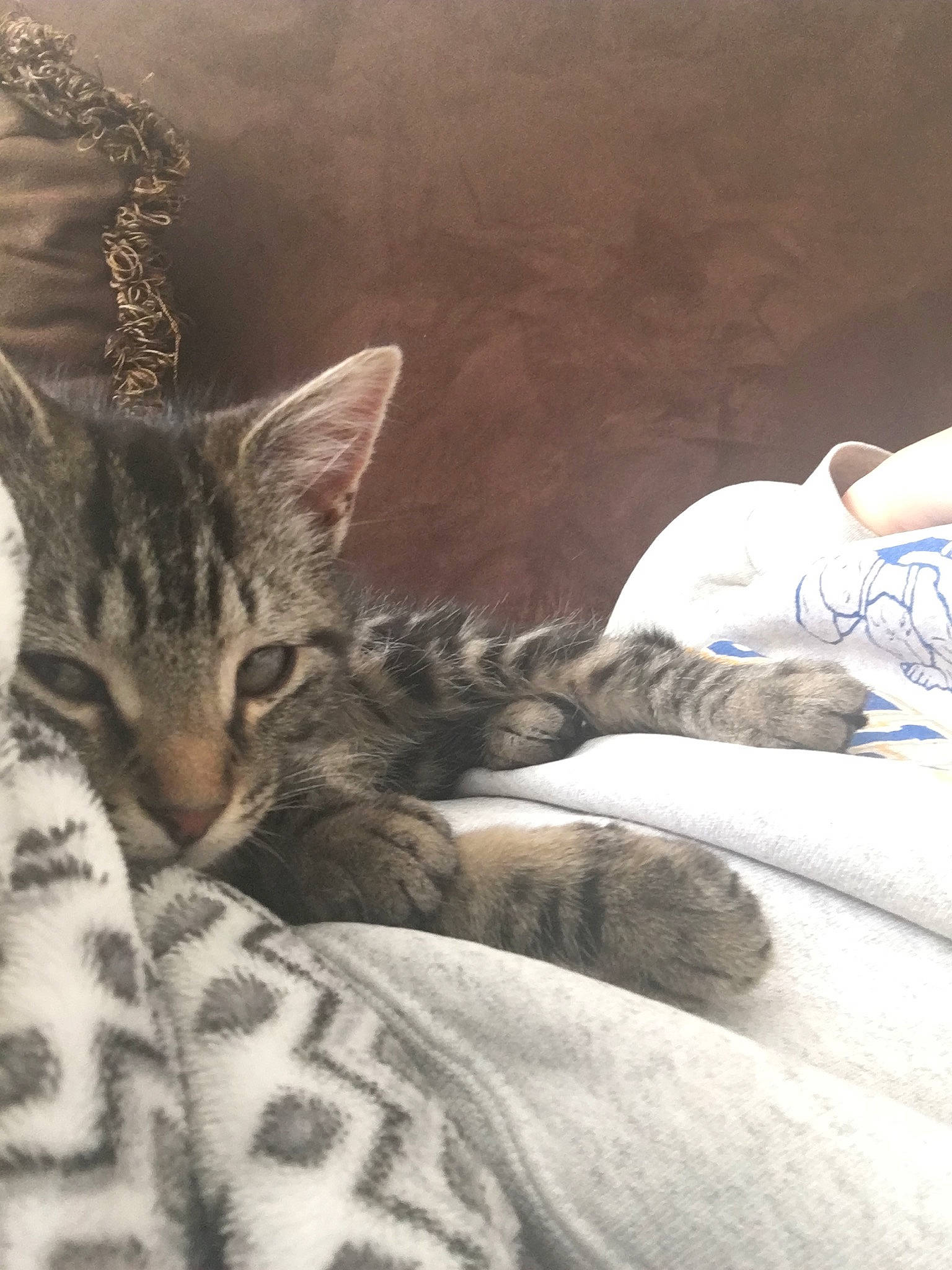 Chloe joined the competition — help win amazing prizes! american_shorthair, asian, bengal, california_spangled, carnivore, cat, domestic_short_haired_cat, dragon_li, egyptian_mau, european_shorthair, felidae, fur, kitten, nap, pixie_bob, sleep, small_to_medium_sized_cats, tabby_cat, whiskers, wild_cat