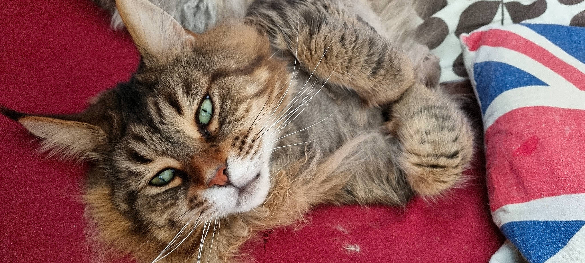 Mozart a rejoint le concours — aidez-le/la à gagner de superbes lots ! carnivore, cat, claw, domestic_short_haired_cat, felidae, fur, paw, small_to_medium_sized_cats, snout, terrestrial_animal, tree, whiskers, wildlife, window