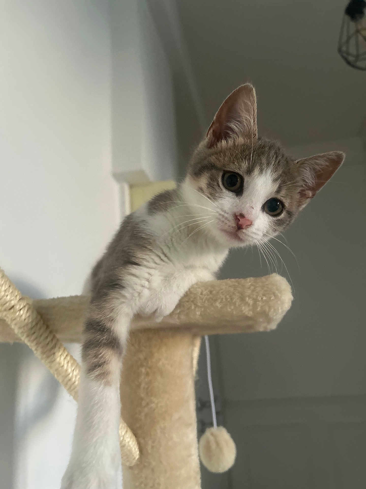 Nova