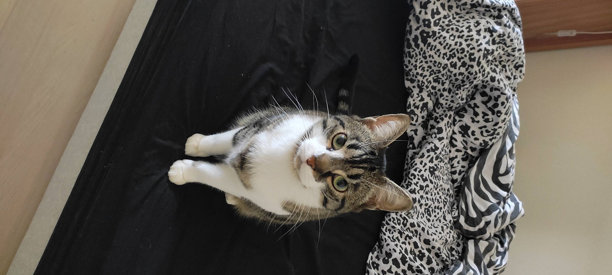 Mochi a rejoint le concours — aidez-le/la à gagner de superbes lots ! carnivore, cat, claw, comfort, domestic_short_haired_cat, felidae, fur, grey, monochrome, monochrome_photography, paw, small_to_medium_sized_cats, snout, tail, whiskers, wildlife