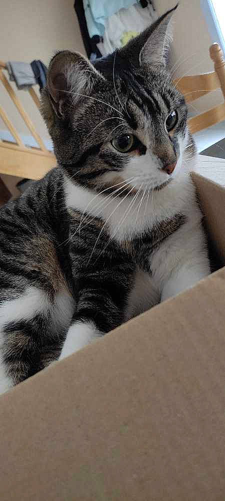 Mochi a rejoint le concours — aidez-le/la à gagner de superbes lots ! carnivore, cat, domestic_short_haired_cat, eye, felidae, fur, paw, small_to_medium_sized_cats, snout, terrestrial_animal, whiskers, window