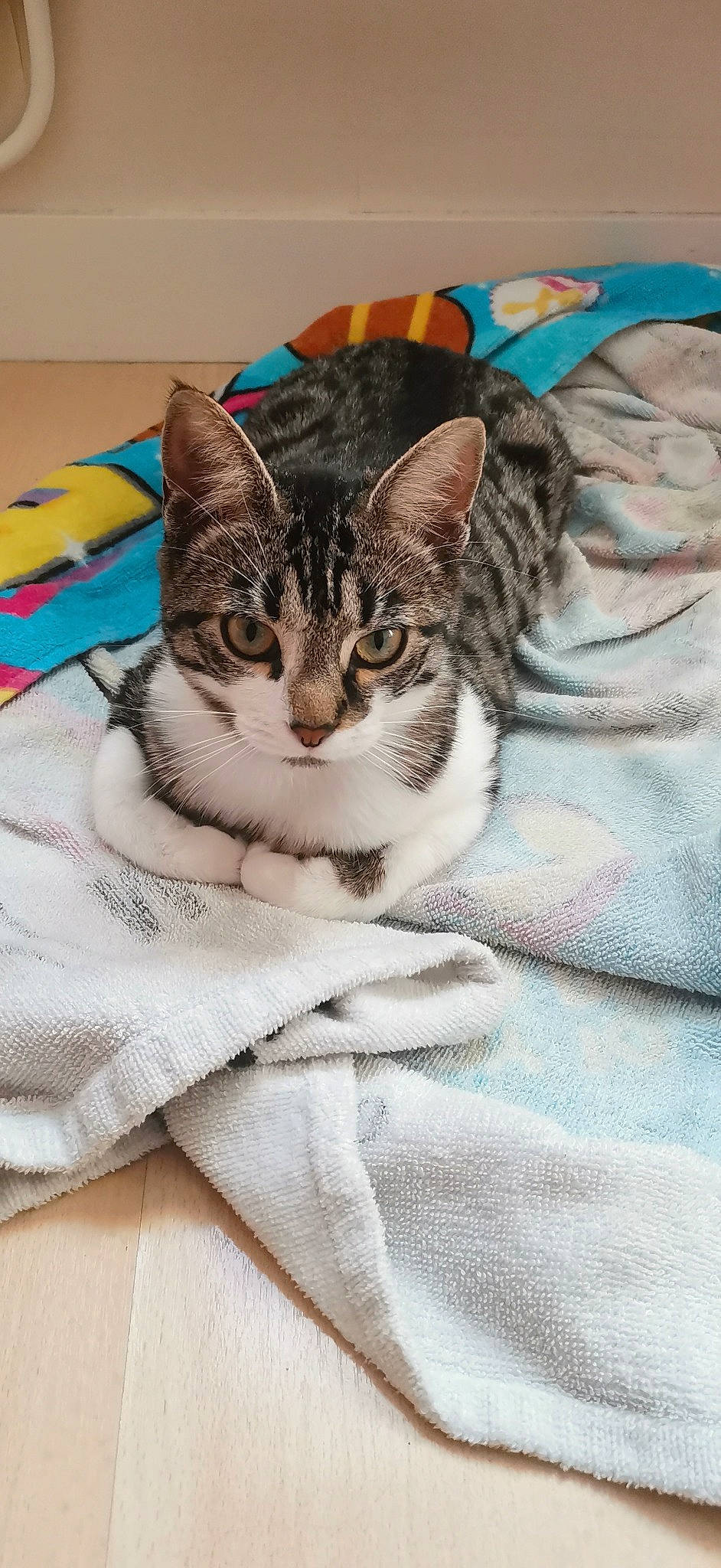 Mochi a rejoint le concours — aidez-le/la à gagner de superbes lots ! carnivore, cat, claw, comfort, domestic_short_haired_cat, eye, felidae, fur, grey, linens, pattern, paw, small_to_medium_sized_cats, snout, tail, terrestrial_animal, textile, whiskers