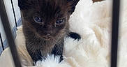 Pumpkin is registered to the contest to win money with this photo: kitten, black_cat, cage, blanket, fluffy, pet, animal, cute, small, fur, indoor, young, feline, resting, cozy, soft, closeup, looking, whiskers, ears