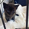 kitten, black_cat, cage, blanket, fluffy, pet, animal, cute, small, fur, indoor, young, feline, resting, cozy, soft, closeup, looking, whiskers, ears