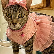 Pumpkin joined the competition — help win amazing prizes! cat, tabby_cat, pink_bow, pink_dress, tutu, pet_clothing, bathroom, sink, mirror, countertop, wooden_cabinet, domestic_cat, curious, wide_eyes, standing, indoor, feline, cute, pet_accessory, home