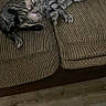 cat, tabby, couch, furniture, indoor, relaxed, pet, animal, striped, fur, laying, resting, cozy, living_room, whiskers, ears, paws, floor, home, domestic