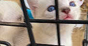 Pumpkin joined the competition — help win amazing prizes! kitten, white_cat, blue_eyes, cage, metal_bars, pet, animal, feline, curious, young, indoor, blur, closeup, two_kittens, background, looking_up, cage_lock, soft_focus, whiskers, fur