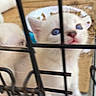 Pumpkin joined the competition — help win amazing prizes! kitten, white_cat, blue_eyes, cage, metal_bars, pet, animal, feline, curious, young, indoor, blur, closeup, two_kittens, background, looking_up, cage_lock, soft_focus, whiskers, fur