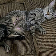 Pumpkin is registered to the contest to win money with this photo: cat, tabby_cat, feline, pet, indoor, couch, furniture, striped, relaxed, resting, animal, mammal, whiskers, ears, paw, sleepy, domestic_cat, fur, lying_down, cozy