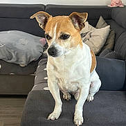 Snooppy participe au concours pour gagner de l'argent avec cette photo : blanket, brown_and_white, canine, companion, couch, cozy, cute, dog, domestic_animal, ears, fur, furniture, house, indoor, living_room, looking_away, pet, pillows, sitting, small_dog
