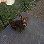 dog, brown_dog, one_ear_up, sitting, wooden_surface, fence, plants, leaves, hand, cup, outdoor, curious, pet, animal, looking_up, nature, dirt, ground, daytime, container