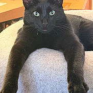 Boojangles is registered to the contest to win money with this photo: black_cat, cat, feline, pet, animal, green_eyes, whiskers, pointed_ears, fur, paws, lying_down, relaxed, portrait, close_up, indoor, blanket, furniture, home, living_room, photography