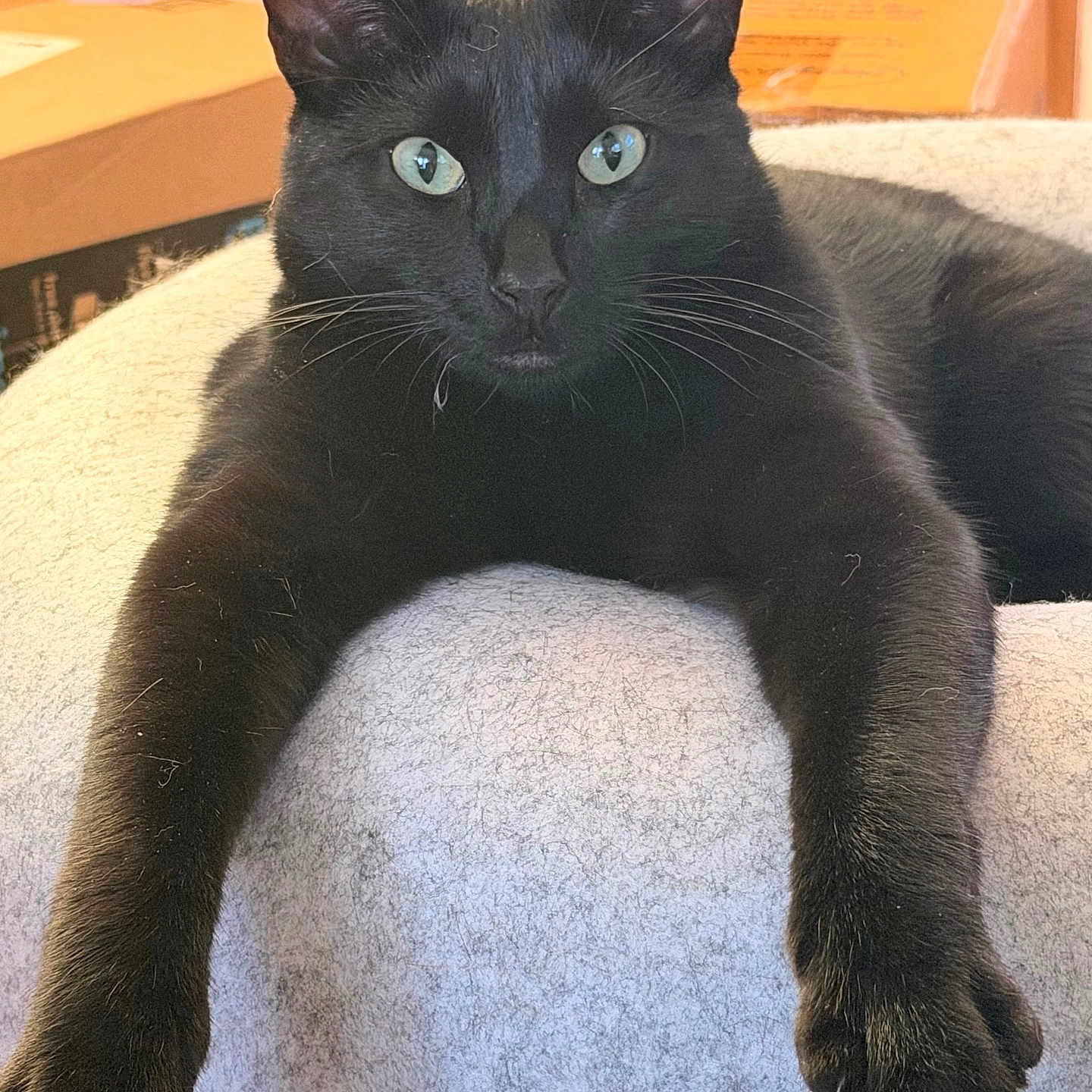 Boojangles is registered to the contest to win money with this photo: black_cat, cat, feline, pet, animal, green_eyes, whiskers, pointed_ears, fur, paws, lying_down, relaxed, portrait, close_up, indoor, blanket, furniture, home, living_room, photography
