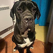 Krokmou participe au concours pour gagner de l'argent avec cette photo : dog, black_dog, pet, indoor, floor, tile_floor, curtains, heater, animal, mammal, sitting, portrait, looking_at_camera, close_up, household, companion, canine, domestic_animal, friendly, calm