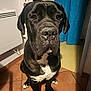 dog, black_dog, pet, indoor, floor, tile_floor, curtains, heater, animal, mammal, sitting, portrait, looking_at_camera, close_up, household, companion, canine, domestic_animal, friendly, calm