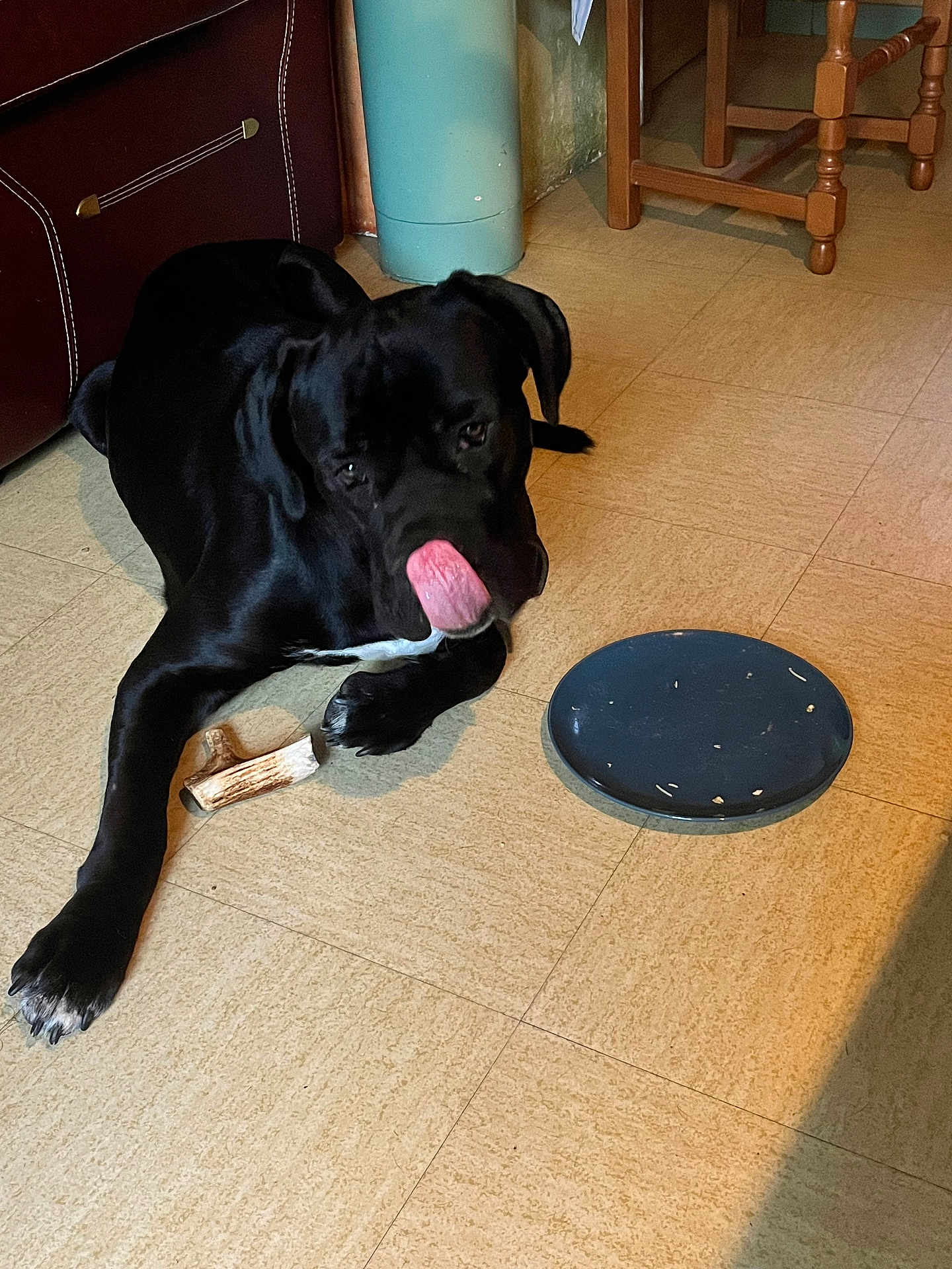 Krokmou a rejoint le concours — aidez-le/la à gagner de superbes lots ! dog, black_dog, tongue_out, bone, floor, tile_floor, indoor, pet, animal, lying_down, paw, plate, wooden_chair, furniture, home_interior, domestic, playful, canine, resting, cute