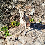 Anka participe au concours pour gagner de l'argent avec cette photo : ancient, animal, architecture, canine, collar, dog, greenery, happy, landscape, outdoor, plants, pointy_ears, portrait, rock, rustic, short_fur, sitting, stone_steps, stone_wall, sunlight