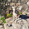 ancient, animal, architecture, canine, collar, dog, greenery, happy, landscape, outdoor, plants, pointy_ears, portrait, rock, rustic, short_fur, sitting, stone_steps, stone_wall, sunlight