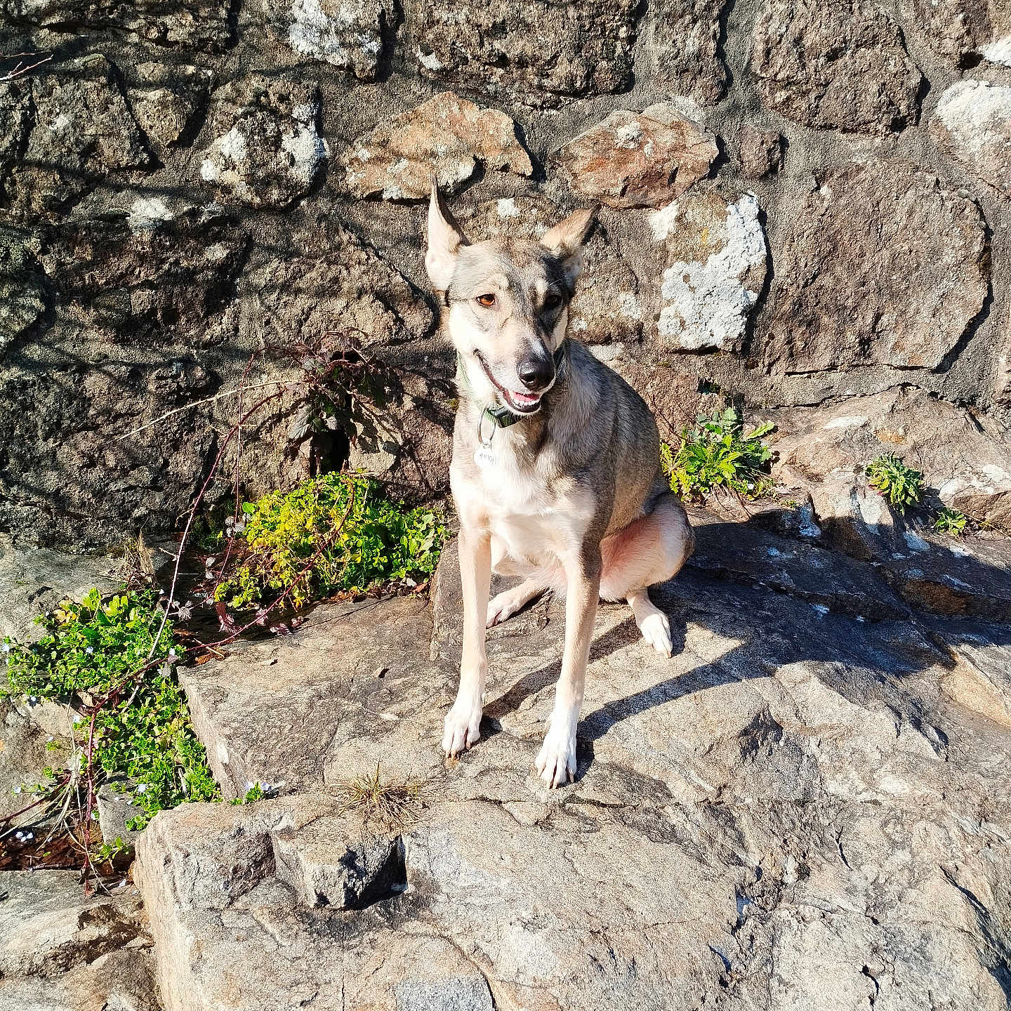Anka