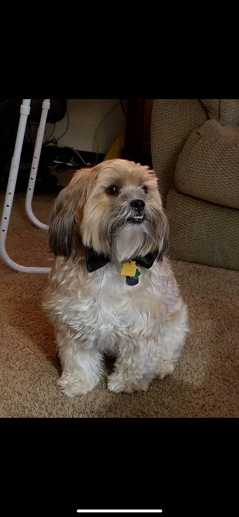 Chomper joined the competition — help win amazing prizes! biewer_terrier, canidae, carnivore, companion_dog, dog, dog_breed, dog_supply, fur, liver, maltepoo, non_sporting_group, poodle_crossbreed, puppy_love, shih_tzu, small_terrier, snout, sporting_group, terrier, toy_dog, working_animal