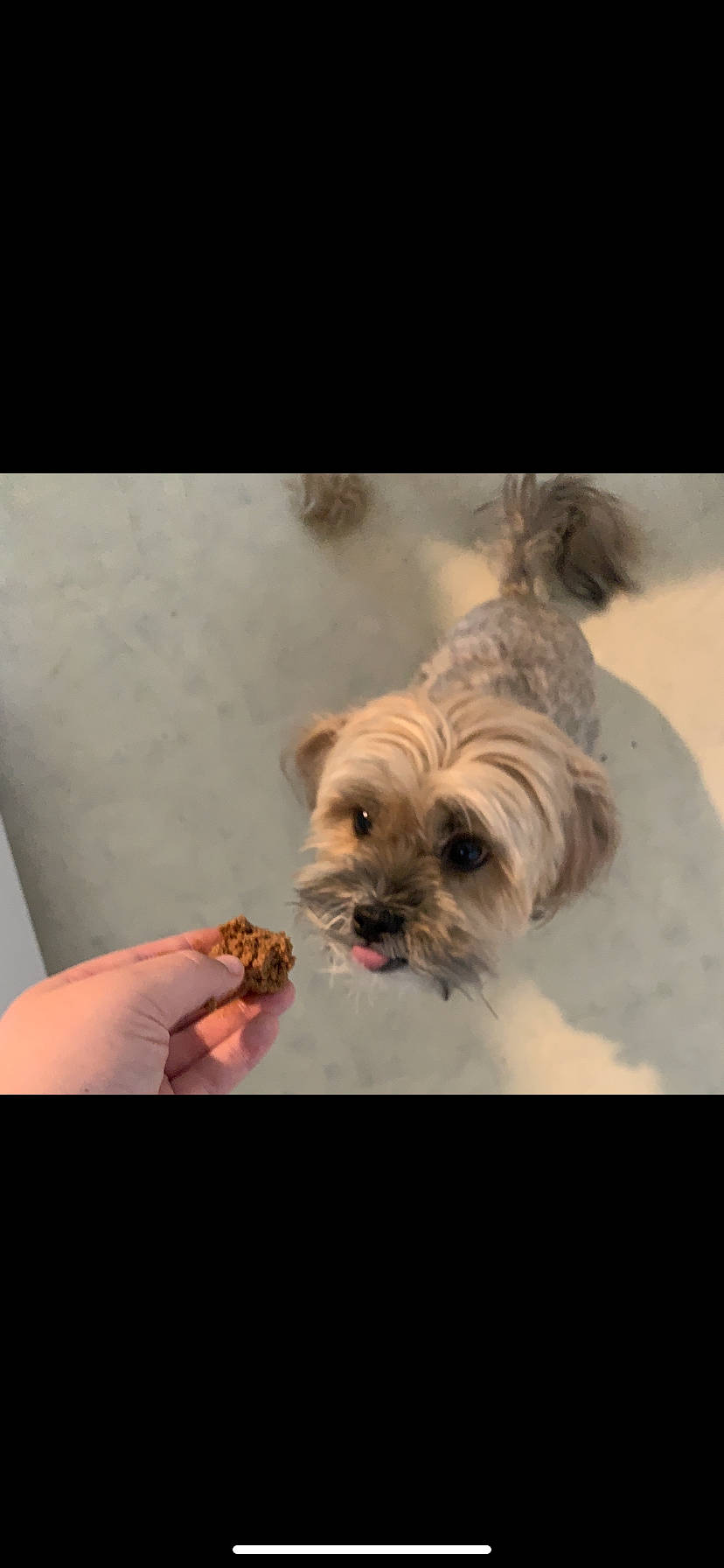 Chomper is registered to the contest to win money with this photo: canidae, carnivore, comfort, companion_dog, dog, dog_breed, dog_supply, eye, eyewear, fawn, fur, liver, mal_shi, shih_tzu, small_terrier, snout, sporting_group, terrier, toy_dog, working_animal