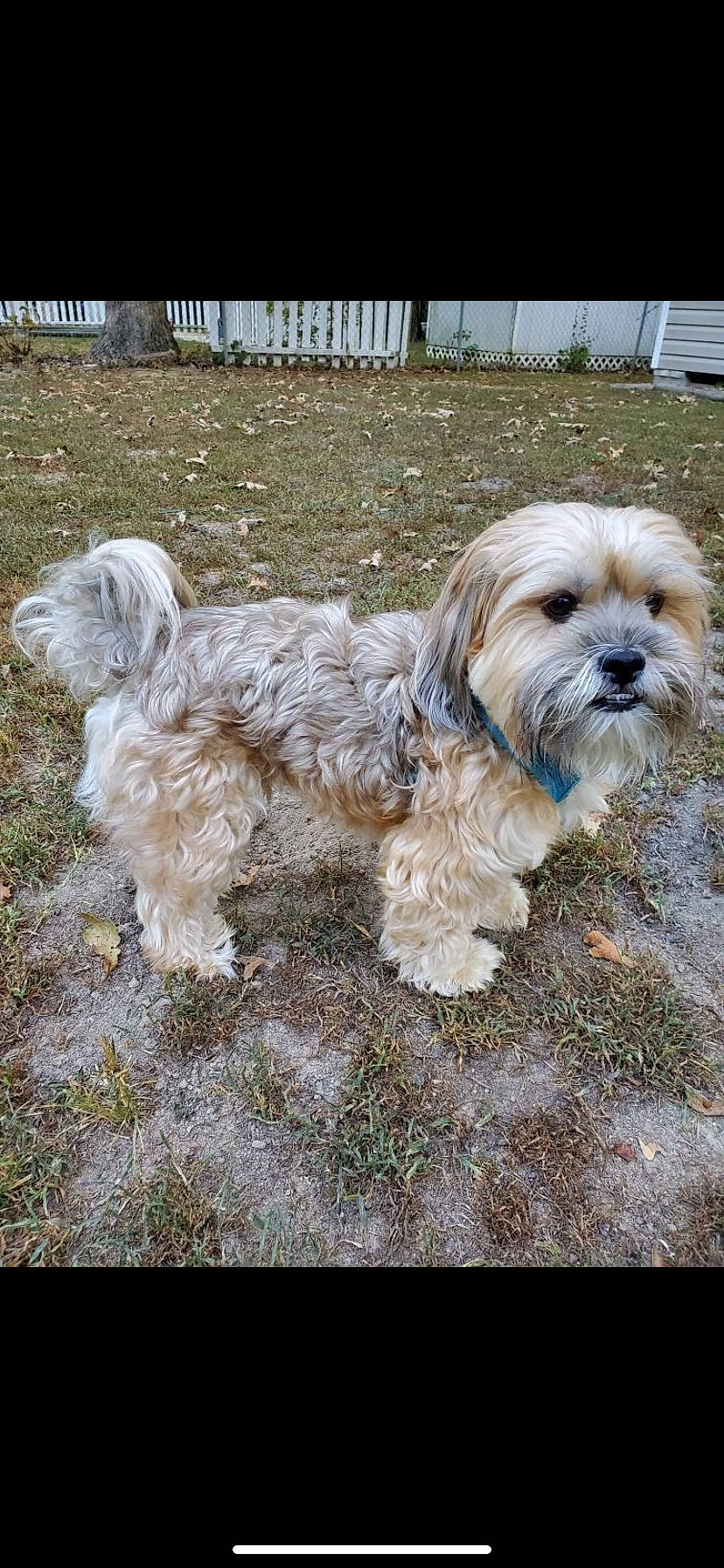 Chomper is registered to the contest to win money with this photo: canidae, carnivore, companion_dog, dog, dog_breed, dog_collar, dog_supply, fur, grass, liver, maltepoo, plant, small_terrier, sporting_group, tail, terrier, toy_dog, water_dog, working_animal, yorkipoo