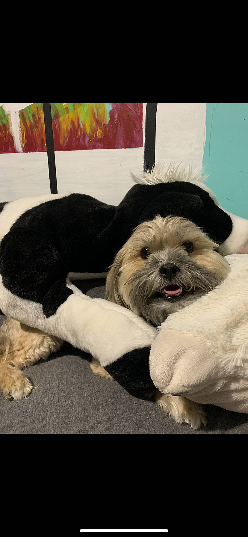 Chomper is registered to the contest to win money with this photo: carnivore, comfort, companion_dog, dog, dog_breed, dog_supply, fawn, fur, linens, liver, maltepoo, nap, shih_tzu, sitting, sleep, small_terrier, terrier, toy_dog, working_animal, wrinkle
