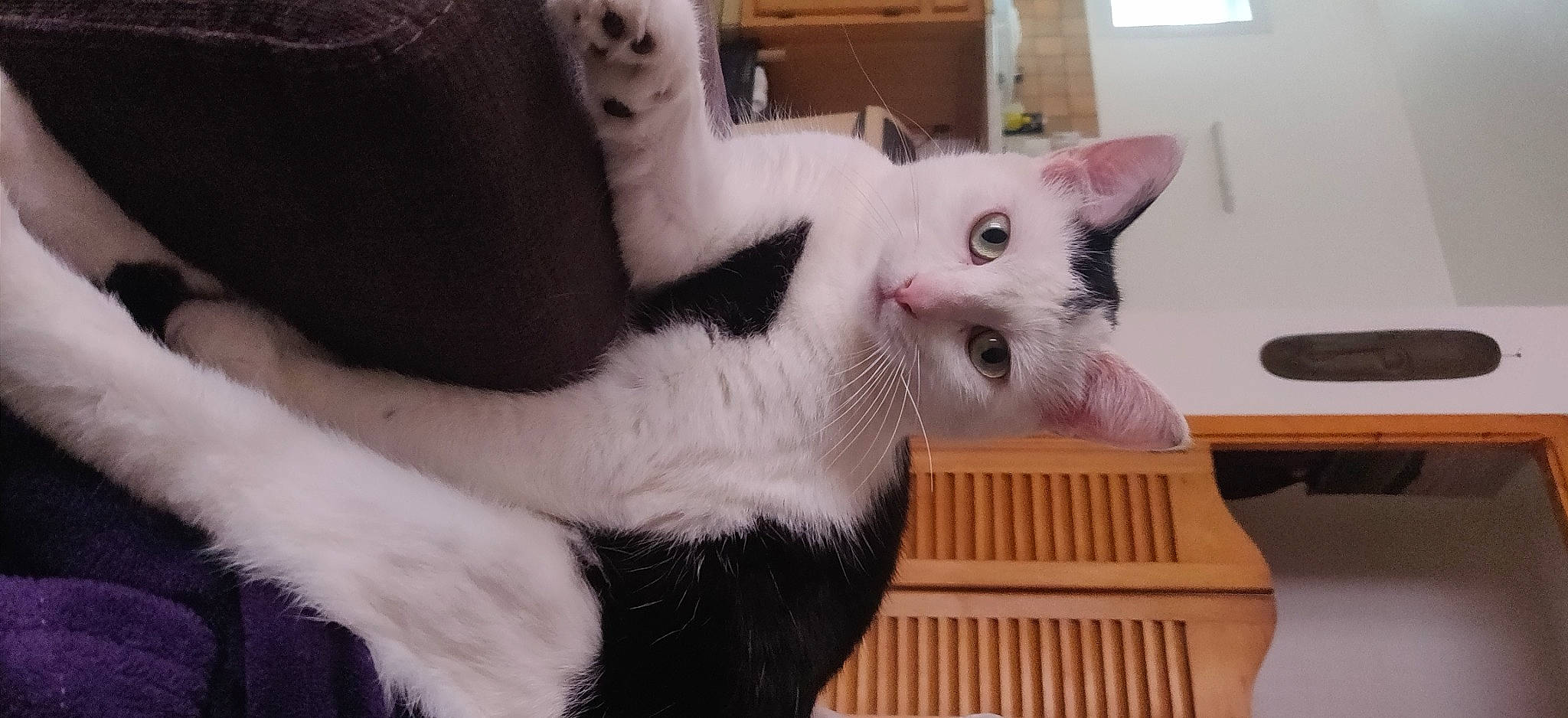 Ely participe au concours pour gagner de l'argent avec cette photo : carnivore, cat, cat_supply, collar, domestic_short_haired_cat, ear, felidae, fur, paw, small_to_medium_sized_cats, snout, tail, whiskers