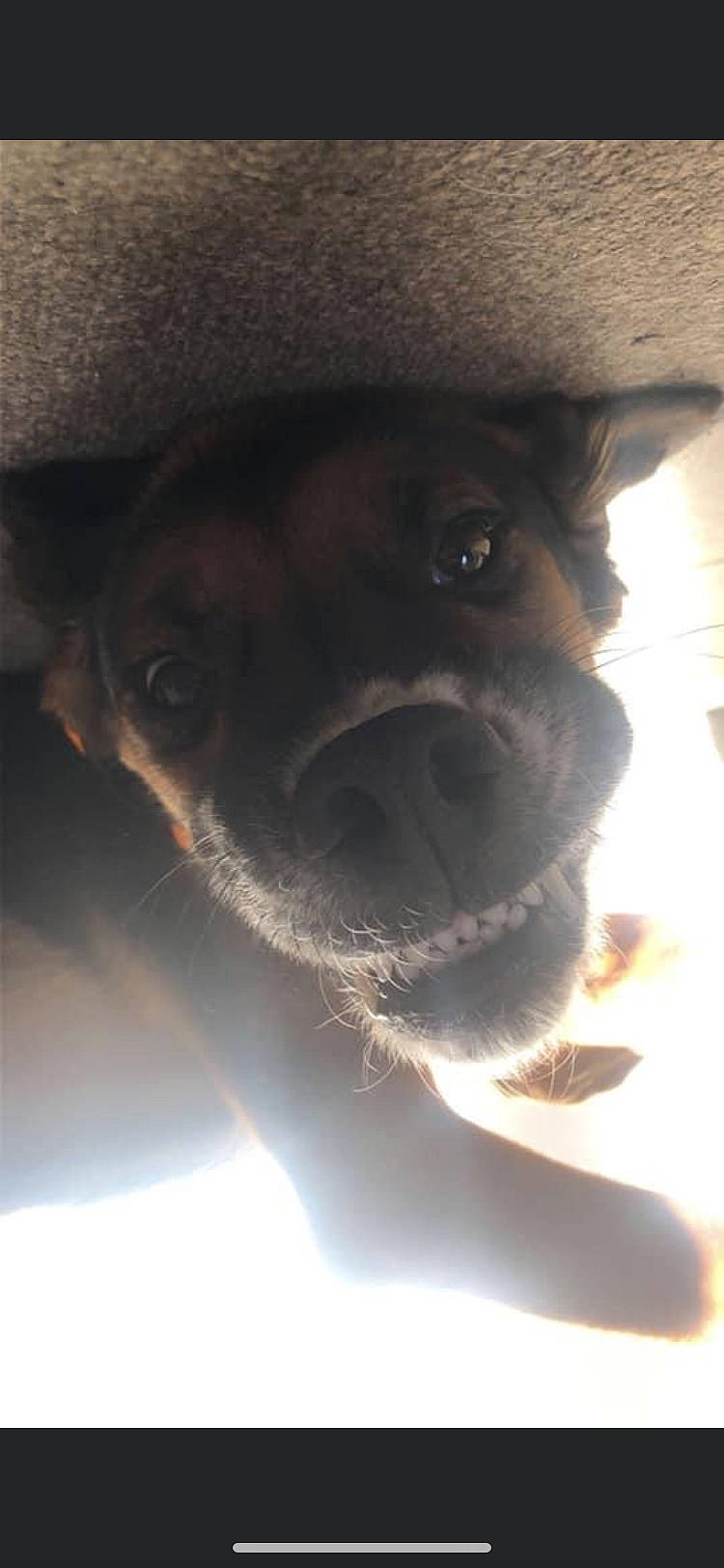 Bob a rejoint le concours — aidez-le/la à gagner de superbes lots ! canidae, carnivore, close_up, companion_dog, dog, dog_breed, ear, fawn, fur, non_sporting_group, nose, paw, puppy, sporting_group, terrestrial_animal, toy_dog, whiskers, window, working_animal, wrinkle