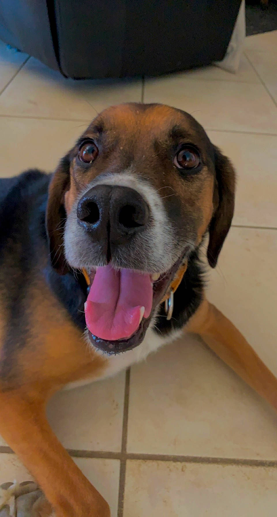 Bob participe au concours pour gagner de l'argent avec cette photo : canidae, carnivore, collar, companion_dog, dog, dog_breed, dog_collar, dog_supply, ear, fawn, fur, hound, jaw, liver, pet_supply, snout, sporting_group, whiskers, working_animal, working_dog