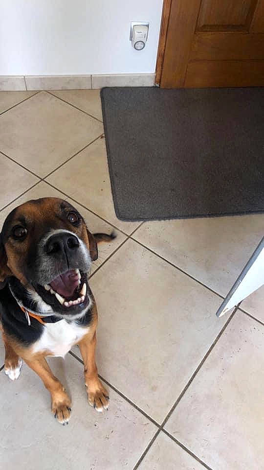 Bob participe au concours pour gagner de l'argent avec cette photo : carnivore, companion_dog, composite_material, concrete, dog, dog_breed, door_mat, fawn, floor, flooring, hardwood, metal, paw, rectangle, road_surface, snout, sporting_group, tile_flooring, wood, working_animal