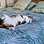 animal, bed, bedroom, bedsheet, blanket, cat, cushion, furniture, hardwood, homedecor, indoors, kitten, pet, pillow, quilt, room, stainedwood, wood