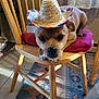 dog, hat, chair, cushion, indoor, wooden_furniture, pet, small_dog, close_up, looking_at_camera, home_interior, floor_rug, sunlight, relaxed, cute, animal, domestic, brown_coat, wood, window_curtain