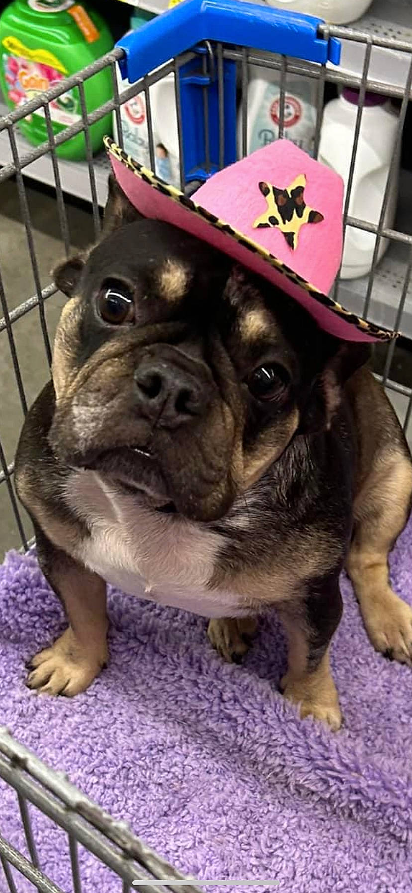 Maggie Mae is registered to the contest to win money with this photo: canidae, carnivore, collar, companion_dog, dog, dog_breed, dog_collar, fawn, fence, hat, molosser, pink, purple, snout, sporting_group, terrestrial_animal, toy_dog, whiskers, working_animal, wrinkle