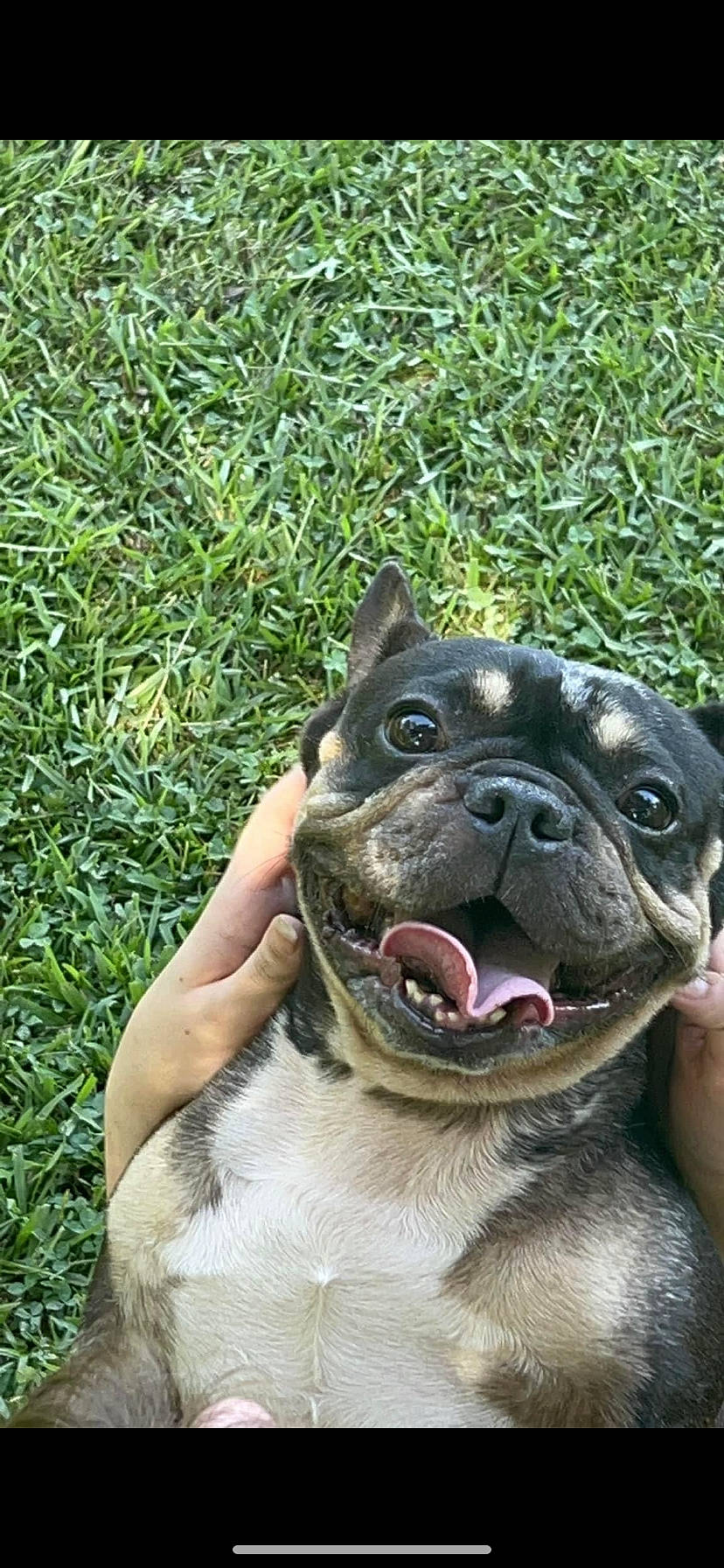 Maggie Mae joined the competition — help win amazing prizes! ancient_dog_breeds, canidae, carnivore, collar, companion_dog, dog, dog_breed, dog_collar, fawn, grass, groundcover, plant, snout, sporting_group, terrestrial_animal, toy_dog, whiskers, working_animal, working_dog, wrinkle