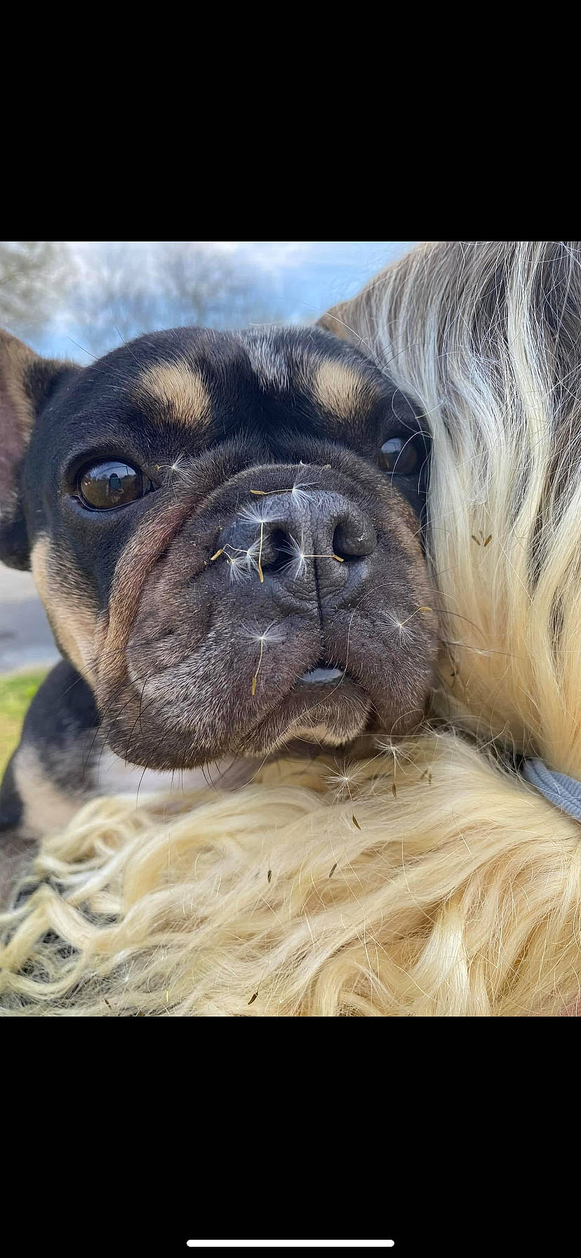 Maggie Mae is registered to the contest to win money with this photo: bulldog, canidae, carnivore, companion_dog, dog, dog_breed, eye, fawn, fur, giant_dog_breed, head, liver, molosser, snout, sporting_group, terrestrial_animal, toy_dog, whiskers, working_animal, wrinkle