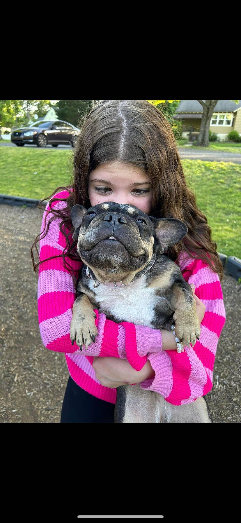 Maggie Mae is registered to the contest to win money with this photo: canidae, carnivore, collar, companion_dog, dog, dog_breed, fawn, fun, fur, grass, happy, hug, magenta, pink, plant, puppy_love, snout, sporting_group, toy_dog, wheel