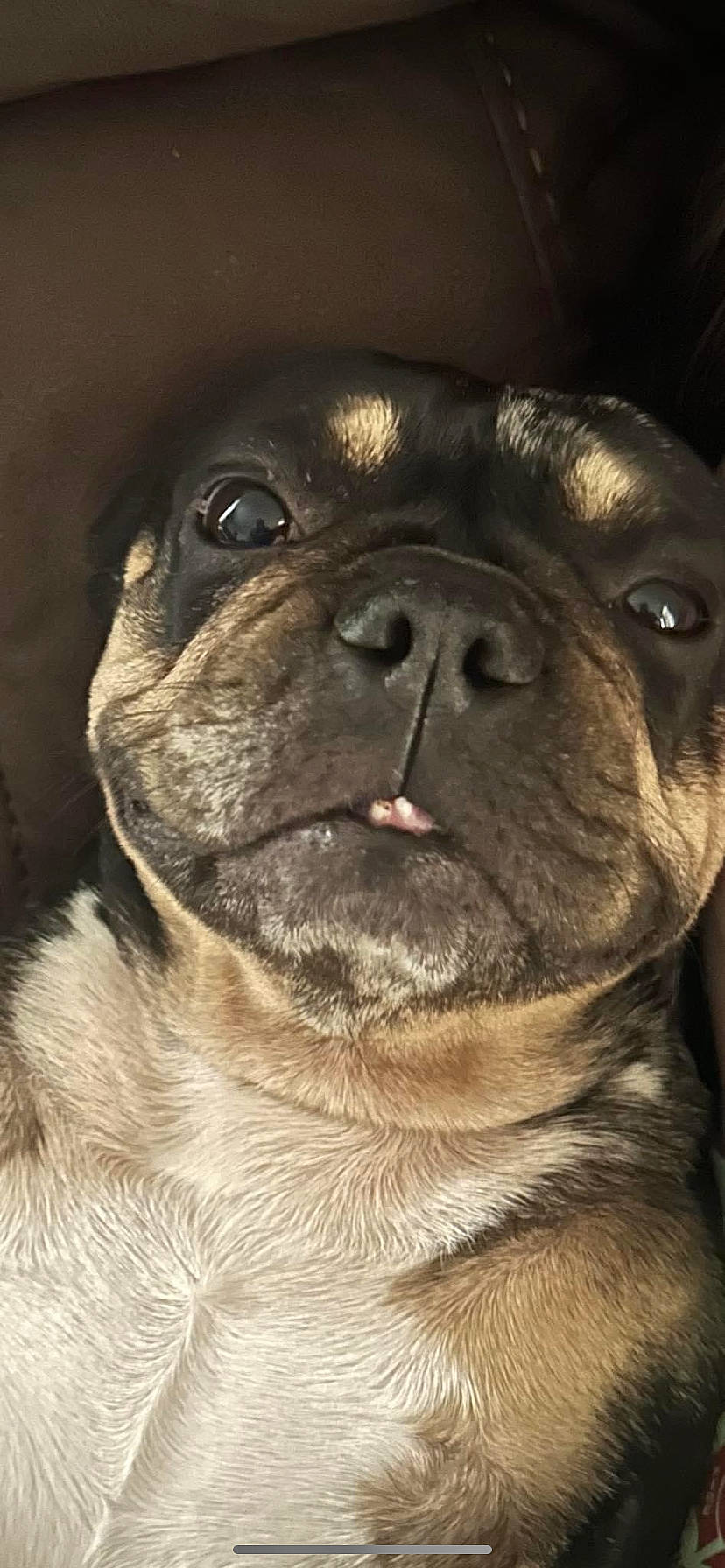 Maggie Mae is registered to the contest to win money with this photo: ancient_dog_breeds, canidae, carnivore, close_up, companion_dog, dog, dog_breed, fawn, fur, non_sporting_group, pug, puppy, snout, sporting_group, terrestrial_animal, toy_dog, whiskers, working_animal, wrinkle