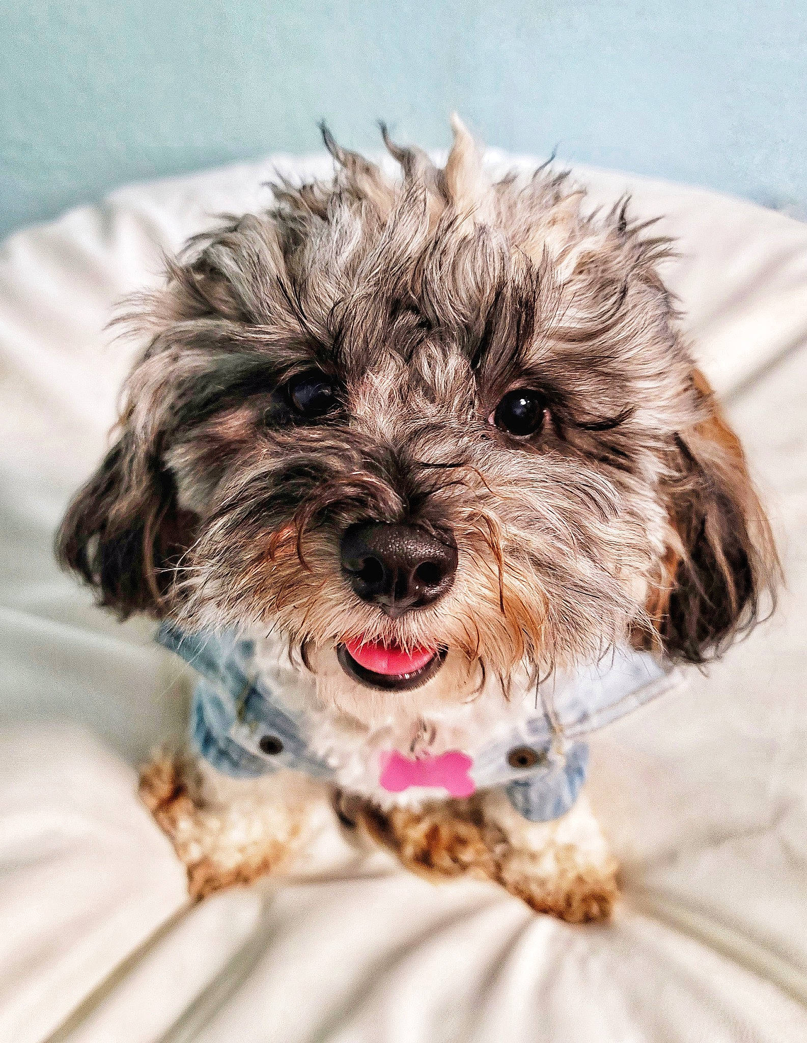 Kenai joined the competition — help win amazing prizes! canidae, carnivore, companion_dog, dog, dog_breed, dog_collar, dog_supply, fur, liver, maltepoo, puppy_love, shih_poo, small_terrier, smile, snout, sporting_group, terrier, toy_dog, water_dog, working_animal