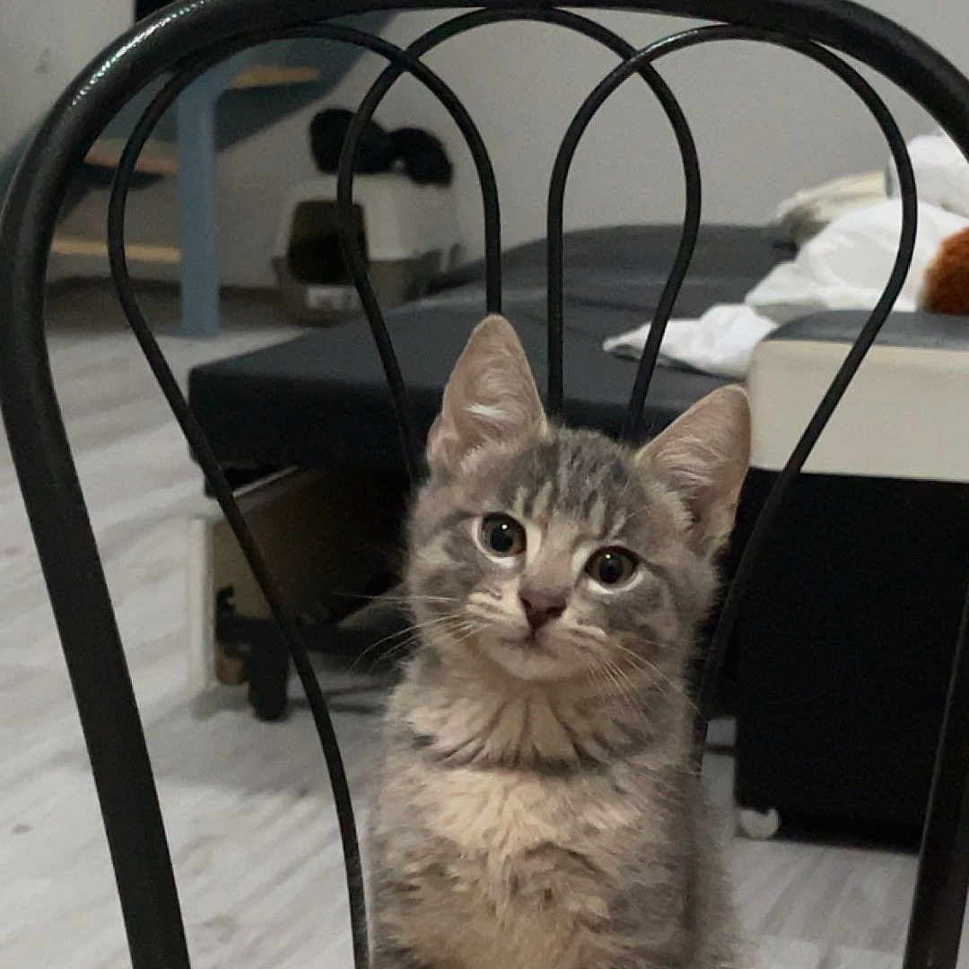 Azur participe au concours pour gagner de l'argent avec cette photo : animal, architecture, building, cat, chair, clothing, diningroom, diningtable, furniture, glove, house, housing, indoors, kitten, livingroom, manx, pet, room, staircase, table