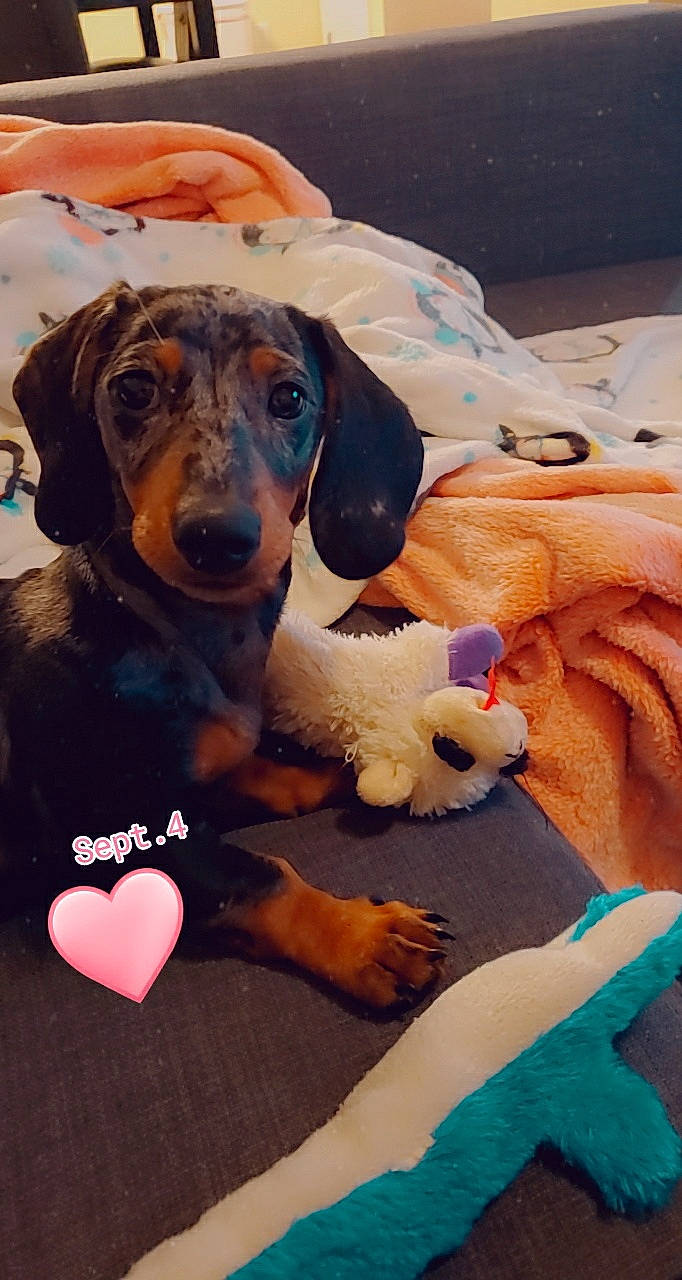 Tegan joined the competition — help win amazing prizes! canidae, carnivore, companion_dog, dachshund, dog, dog_breed, fawn, hound, mammal, puppy, puppy_love, snout