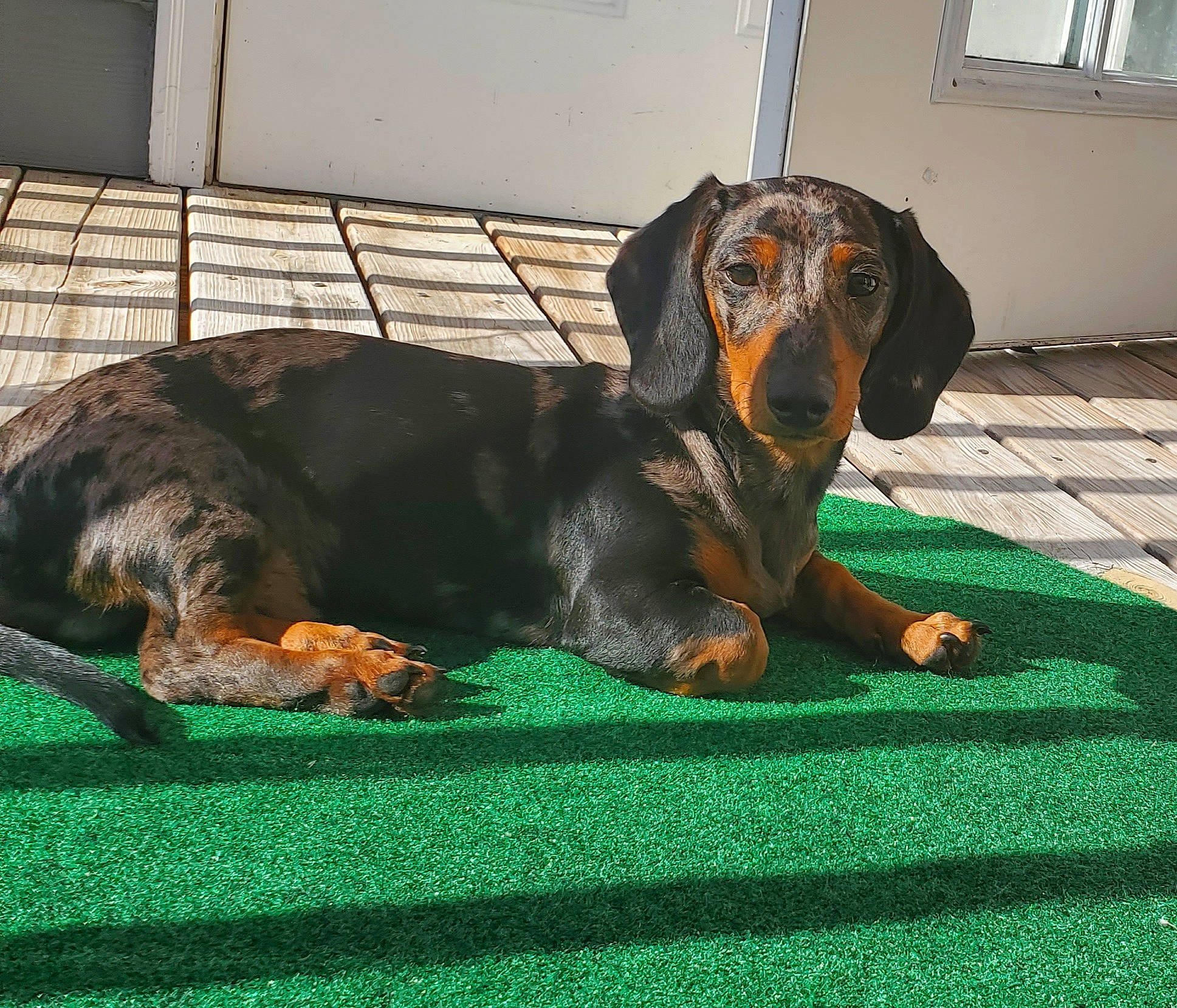Tegan is registered to the contest to win money with this photo: alpine_dachsbracke, canidae, carnivore, companion_dog, dachshund, dog, dog_breed, grass, hound, hunting_dog, mammal, scent_hound, snout, tyrolean_hound, vertebrate