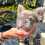 Bleu joined the competition — help win amazing prizes! animal, blue_eyes, close_up, curious, cute, daylight, dog, domestic_animal, fur, garden, greenery, hand, leash, metal_table, outdoor, pet, puppy, small_dog, sunlight, table